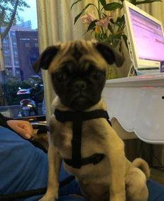 巴哥爆料最新人物图片  第1张